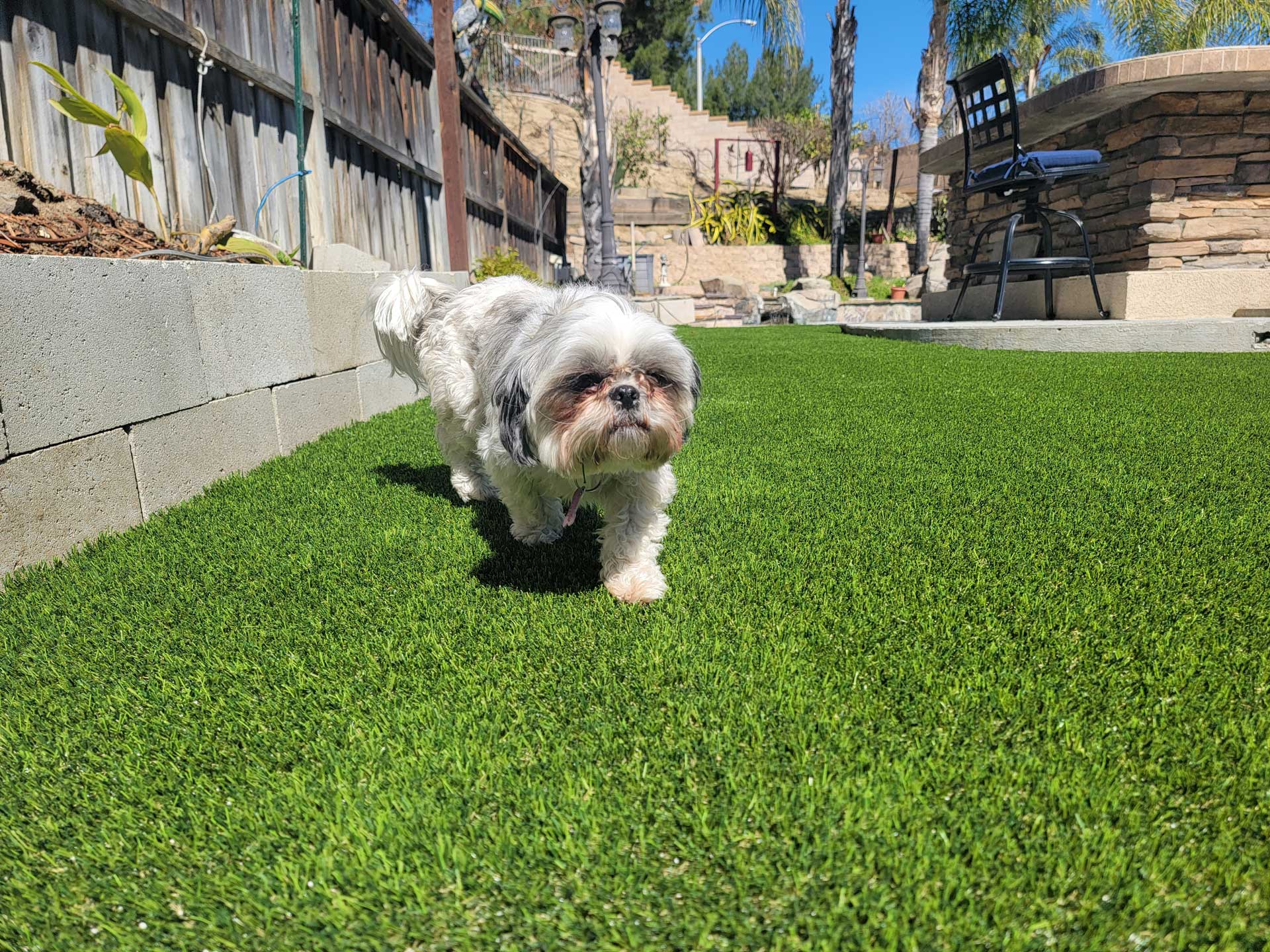 Pet Turf